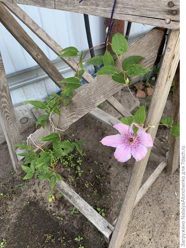 Начал цвести купленный месяц назад Клематис. Хагли гибрид( процвел по сорту). И выпустил много бутонов.  Думаю, может еще один заказать, но это вьющееся, не уверена, что найду еще одно адекватное место, не знаю.