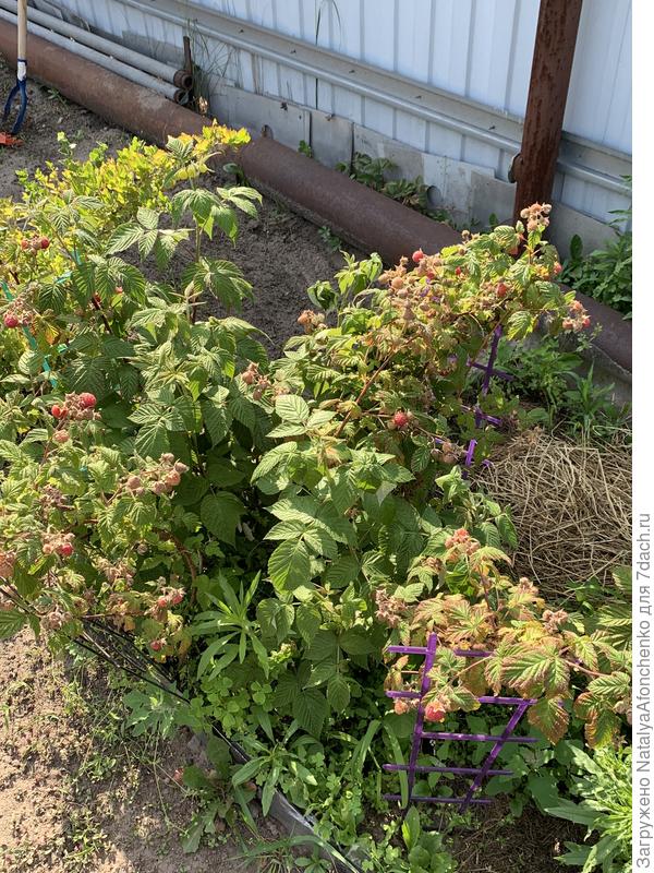 Что-то не так с малиной.  Прочла, что нужно подкормить суперфосфатом, либо это грибок…. Но обработать сейчас боюсь -ягод полно