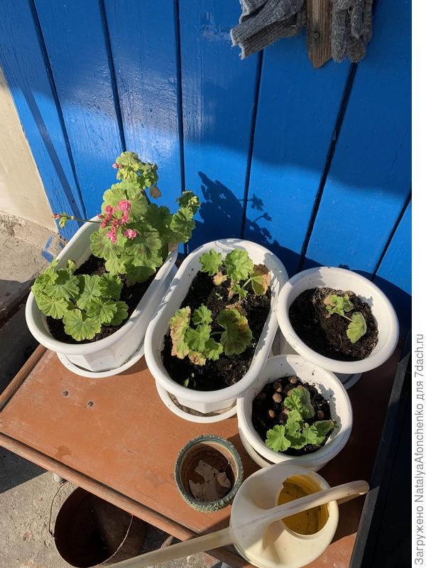 Пока герани -там дениз устарев и австралиан Пинк розовидная