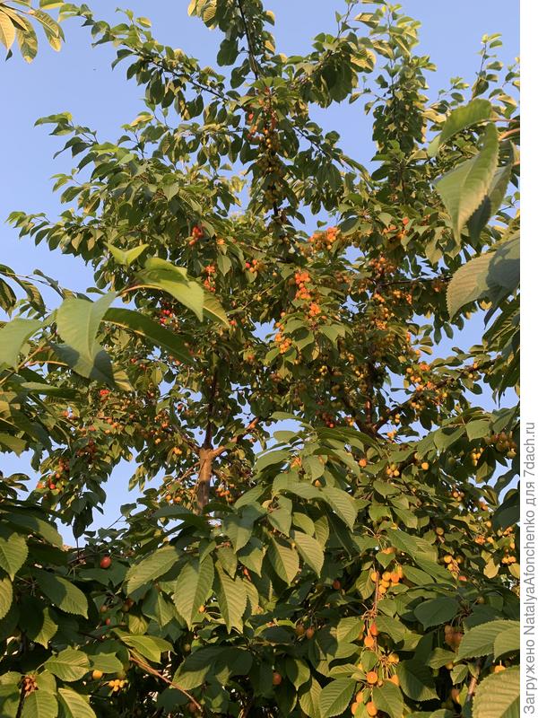 Черешня, какие-то районированные сорта.