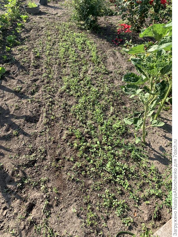 Кошмар, а не прополка.  Но морковка еще в фазе 1го настоящего листка ростки