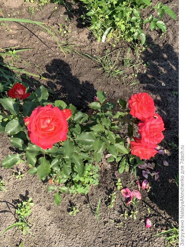 Эта Роза в прошлом году загибалась и была кандидатом на желтый контейнер.  Отколдовала.