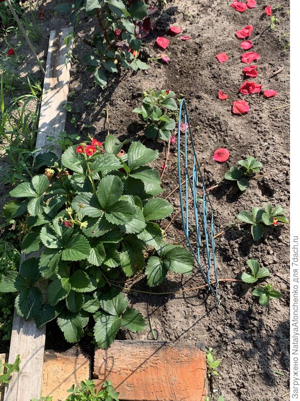 Клубника из пакетика рейнбоу треже дает быстроцветущих деток. Я в восторге от нее. Из 5 семечек удалось вырастить 1растение