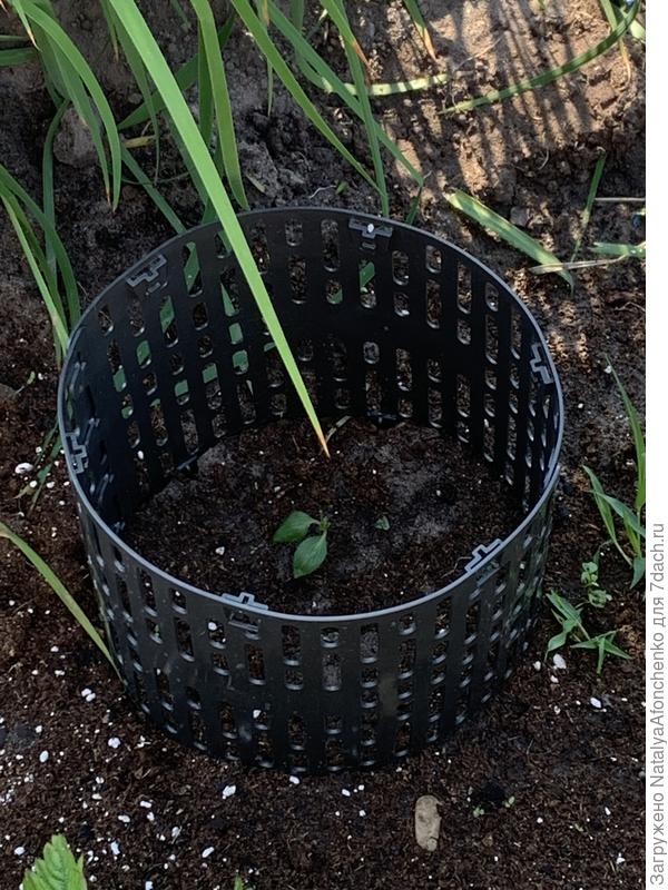 То , что возможно живо от клематиса роогучи.