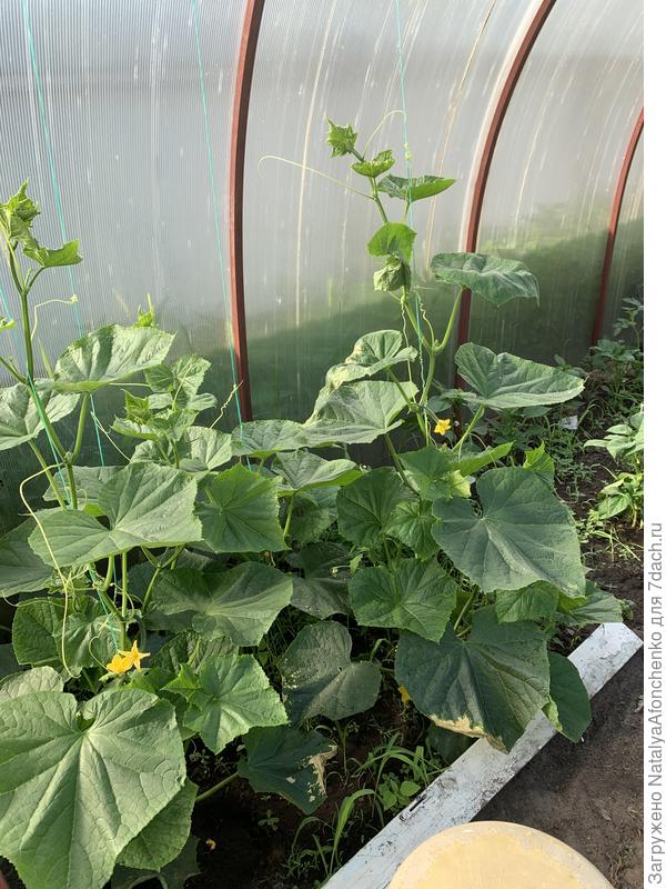 Китайские длинные огурцы, очень их люблю.