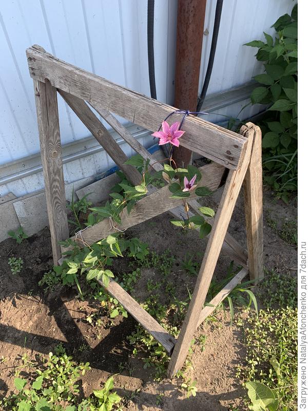 Хагли гибрид снова расцвел.