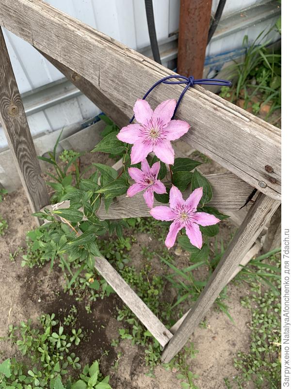 Красавчик. Хагли гибрид.