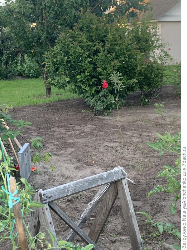 Когда я его выравниваю, иной раз хочется плакать.  Спина и руки отваливаются…