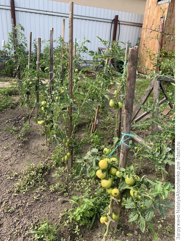 Все сорта в этом году перемешались… ждем , пока начнут созревать…