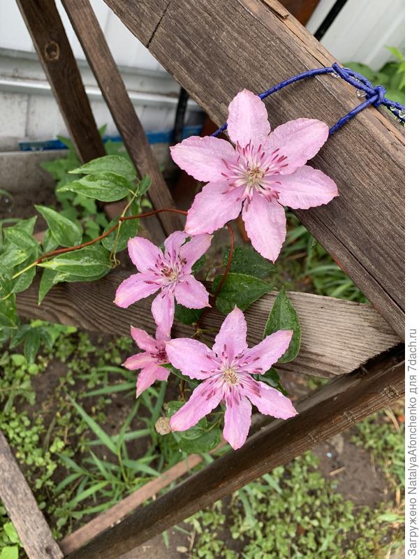 Хагли Гибрид