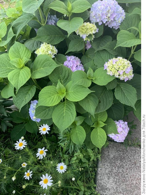 Расцвела любимая гортензия. Сорт не знаю. По осени нужно вырубить часть куста у дорожки и посадить еще куда -нибудь)