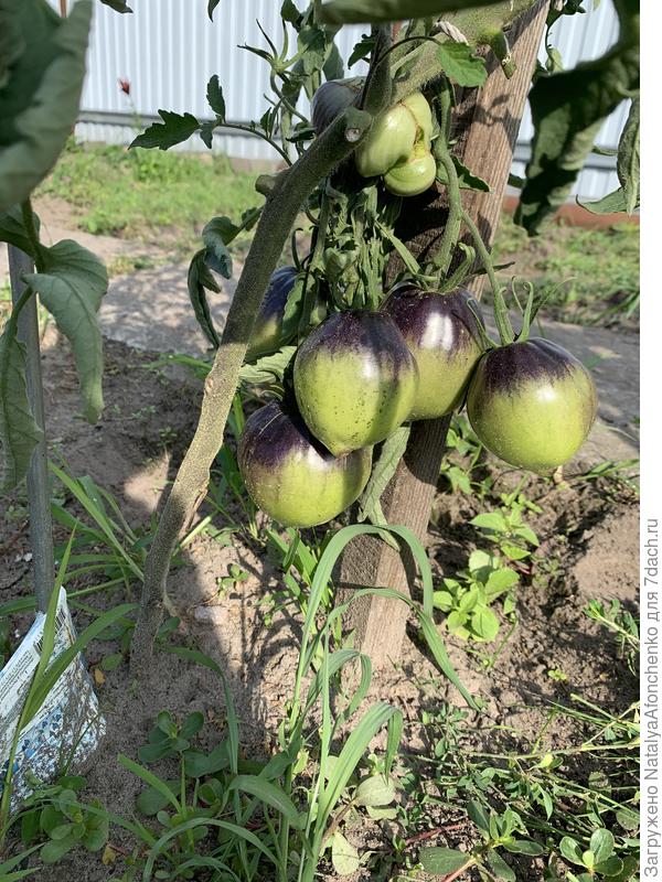 Зеленый сержант пеппер