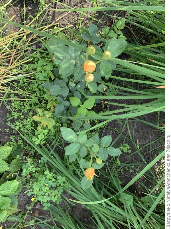 Роза, которая вешала уши