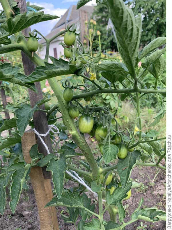 Где -то потерялась подсинская Лиана- буду искать чуть позже, как созреют…