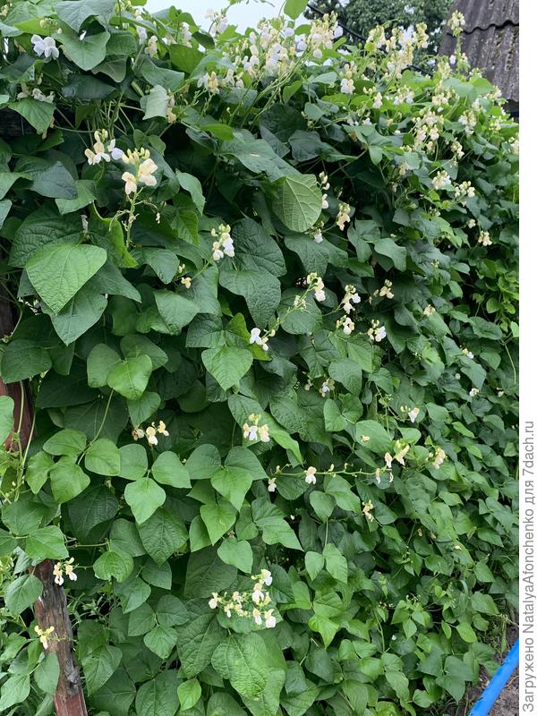 Любимая стена из фасоли.  Красиво