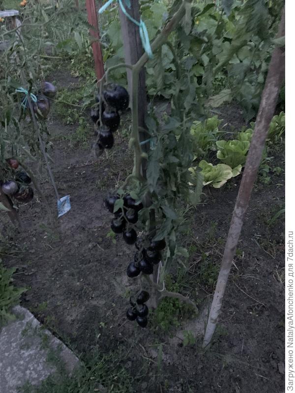 Атомный виноград