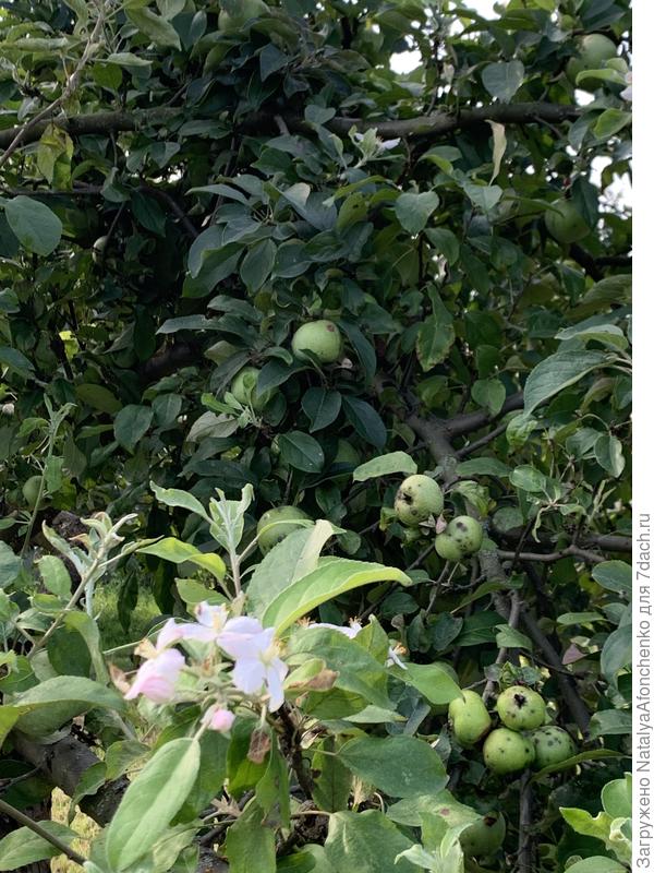 Одна из яблонь ( Семеренко) цвести начала на мелких ветках.