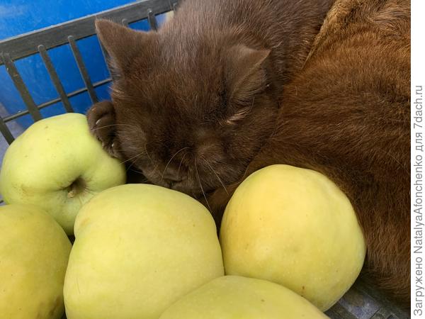 Яблоки едим плохо. Быстро портятся. Варенье не едим вообще