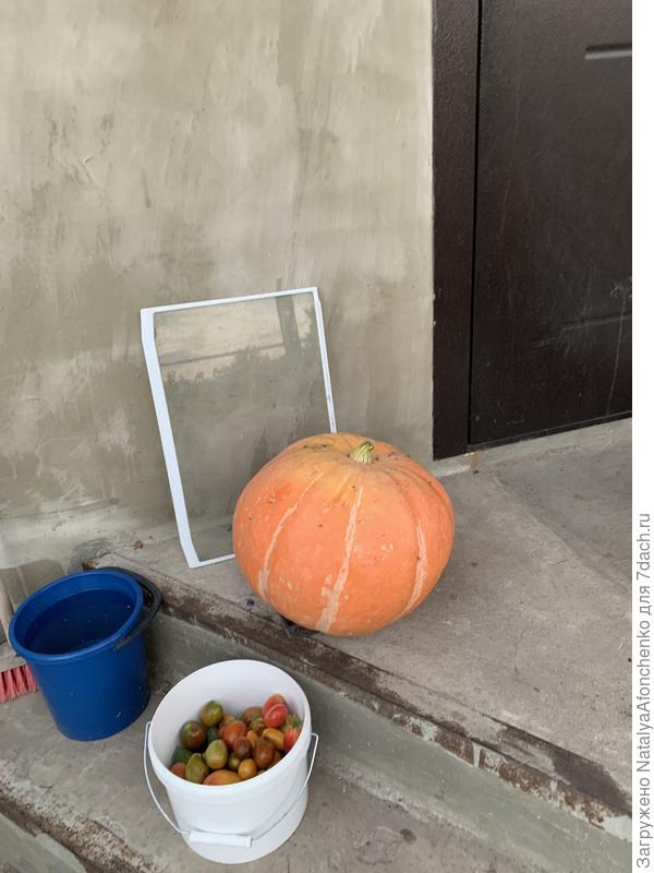 Стофунтовка, но она реально- маленькая