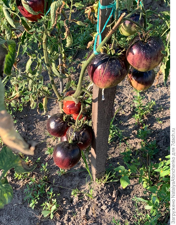 Это Сержант Пеппер , мне не зашел.