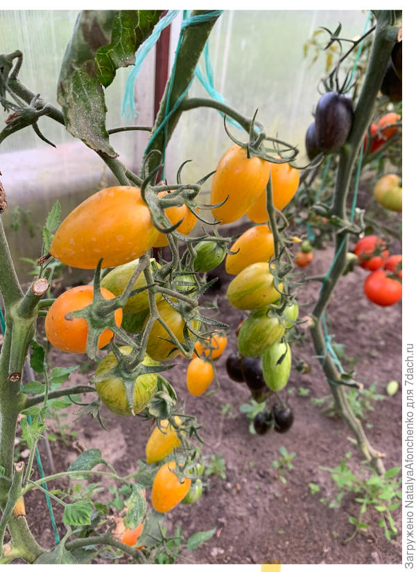 Крем брюлле