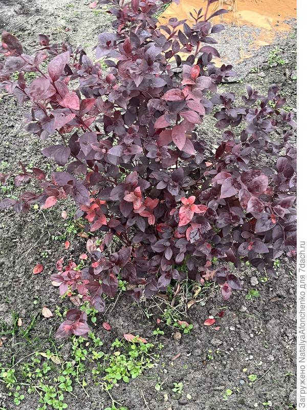 Голубика второго года