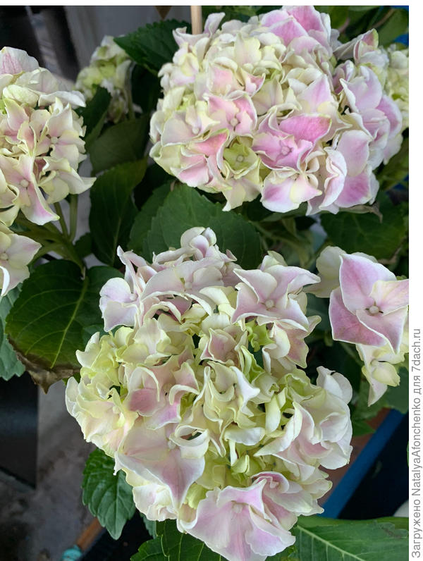 Вот так цвела.