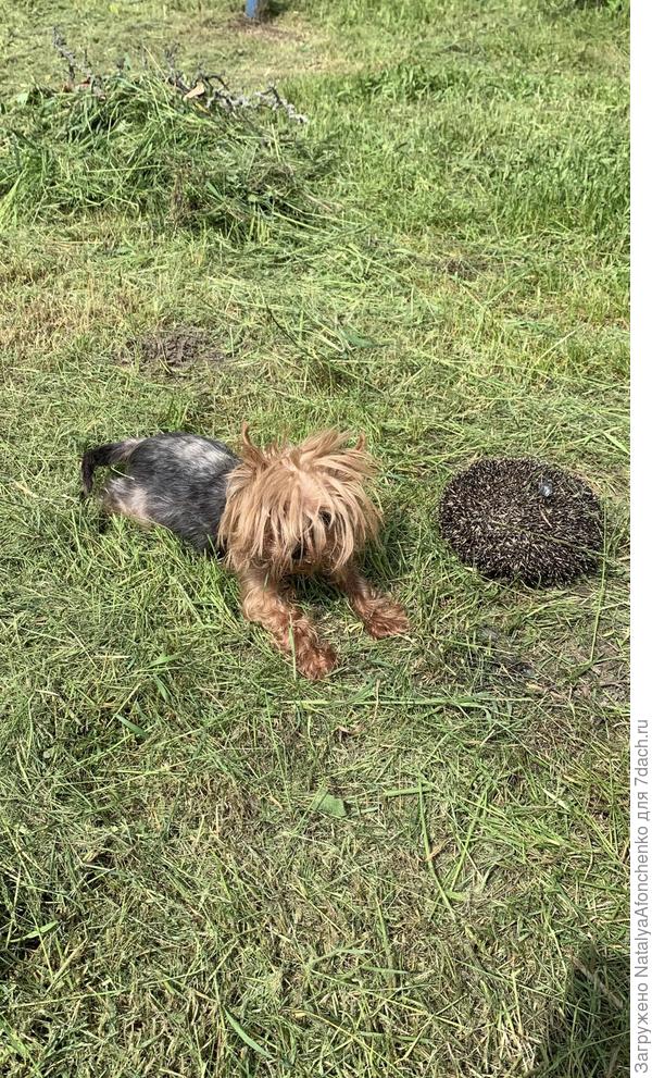 моя бесстрашная йоркиня.