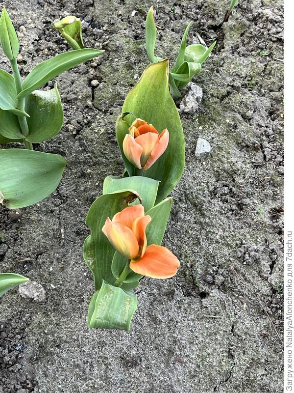 Неизвестный сорт