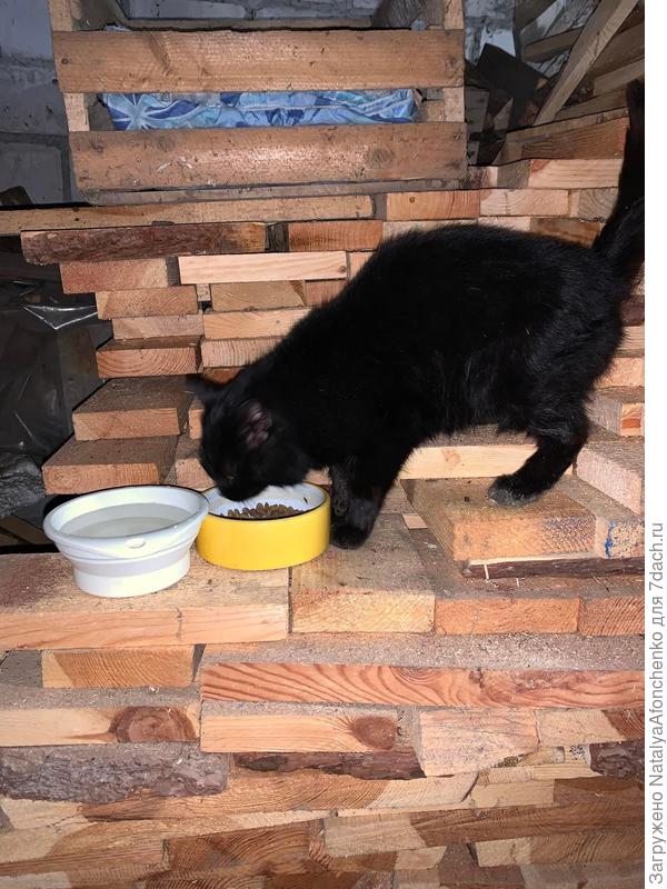 Первые кормления