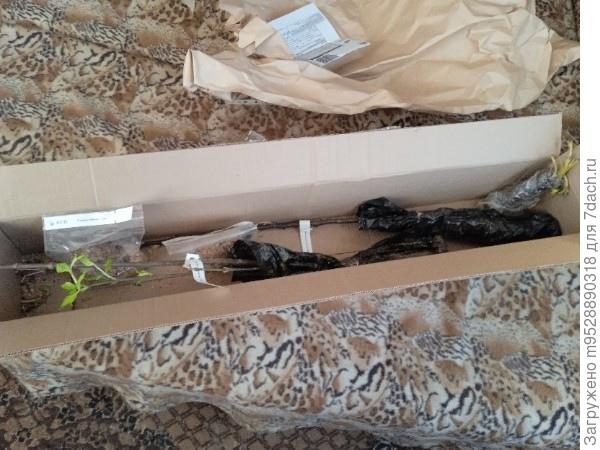 А это все вложение из 9 только 5 позиций