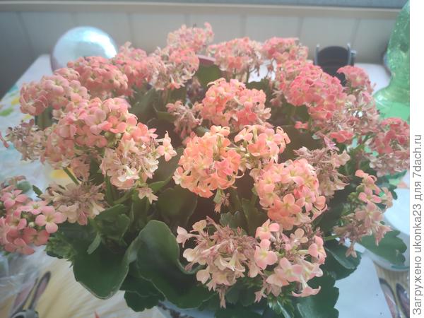 Каланхоэ отцветает