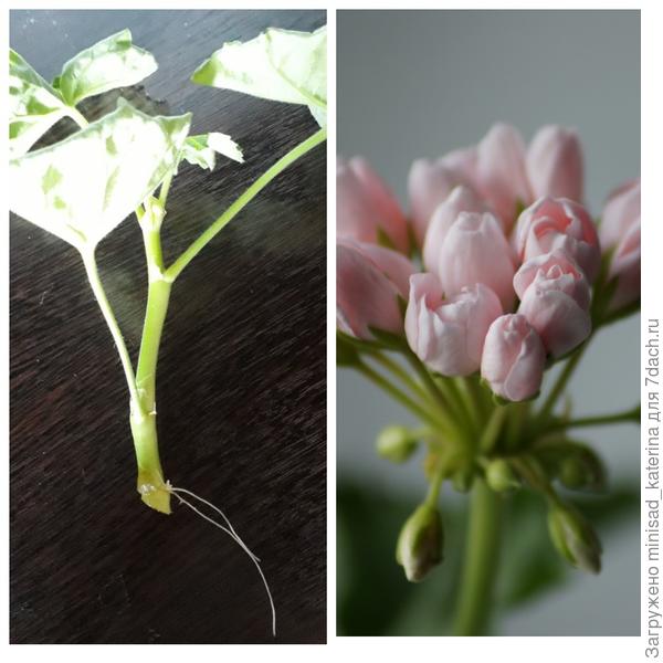 Пеларгония Emma