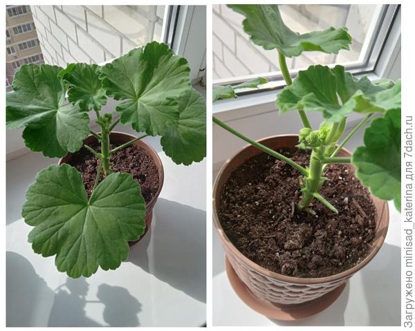 Черенок, укорененный в середине декабря 2021 г., выгоняет бутоны в апреле 2022 г.