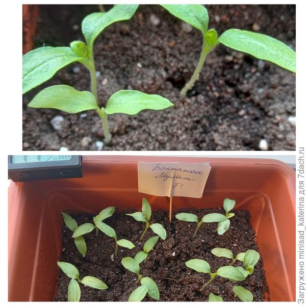 Появление первых настоящих листиков