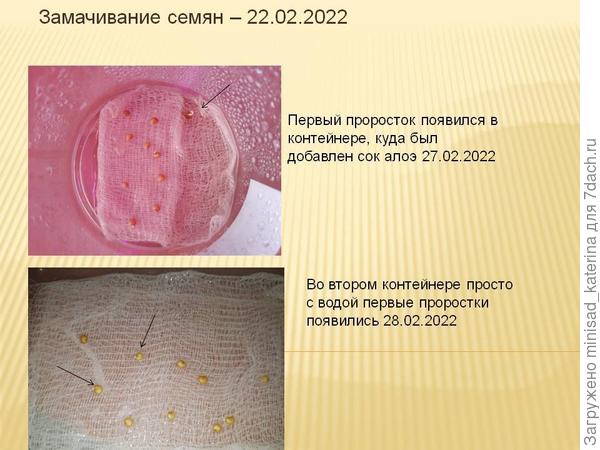 Появление первых проростков