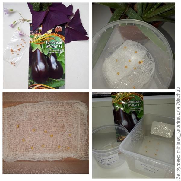 Замачивание семян