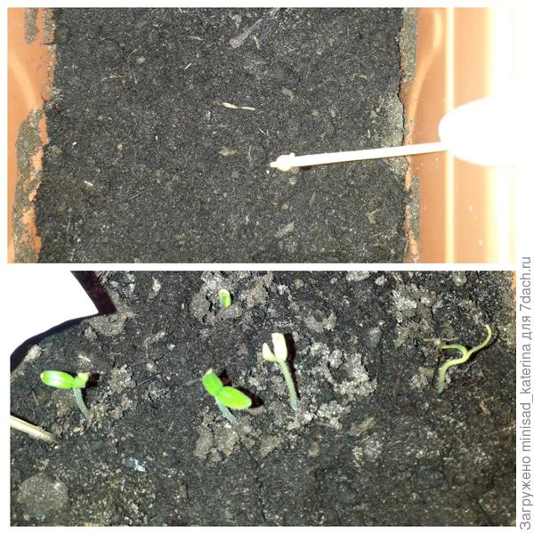 Появление первых ростков