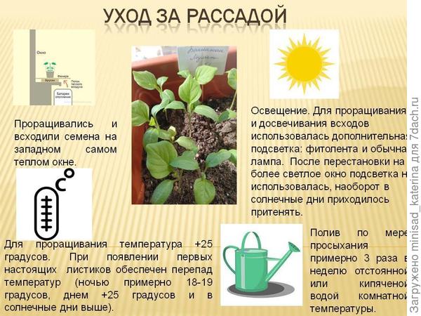 Уход за рассадой презентация