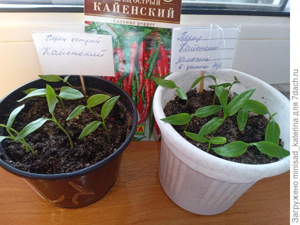 первые листики