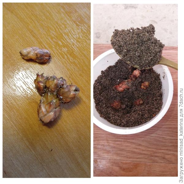 Размножение оксалиса ризомой