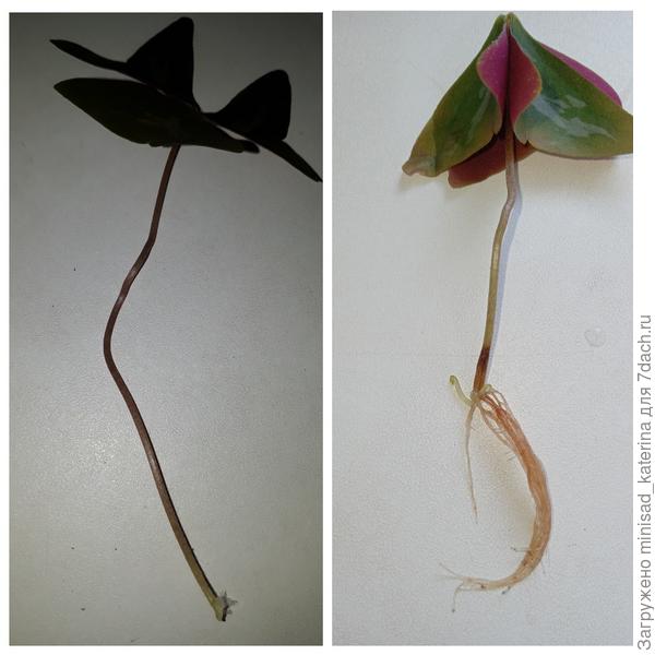 Размножение листом