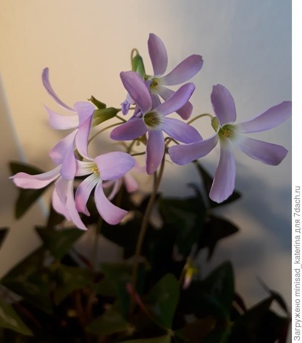 Цветочки оксалиса