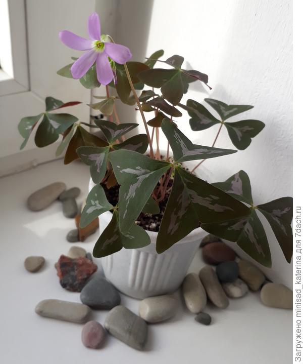 Молодое растение