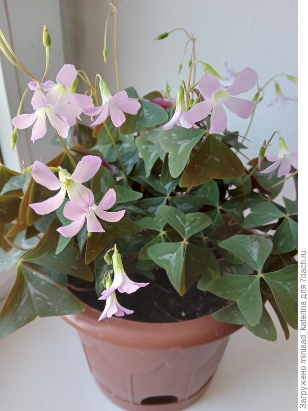 Оксалис Екатерина