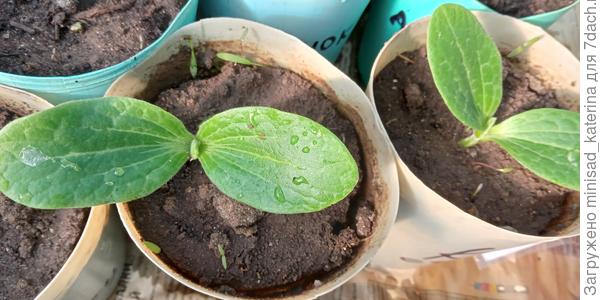 Два сеянца кабачка стахановец