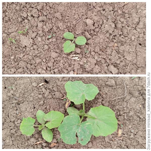 Итог первого этапа, три сеянца тыква Ворожея