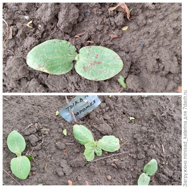 Первые настоящие листики