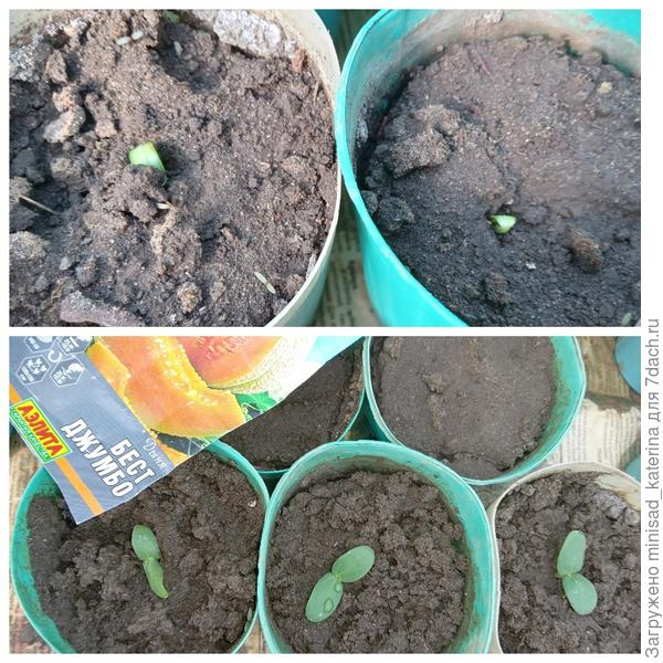 Появление всходов