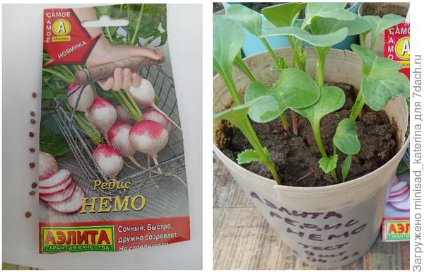 Тест на всхожесть